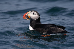 Atlantic Puffin
